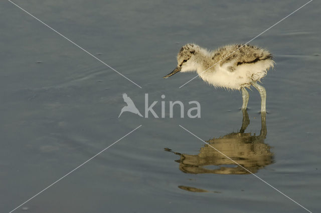 Pied Avocet (Recurvirostra avosetta)