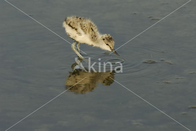 Pied Avocet (Recurvirostra avosetta)