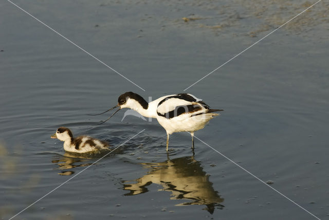 Pied Avocet (Recurvirostra avosetta)