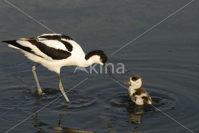 Pied Avocet (Recurvirostra avosetta)