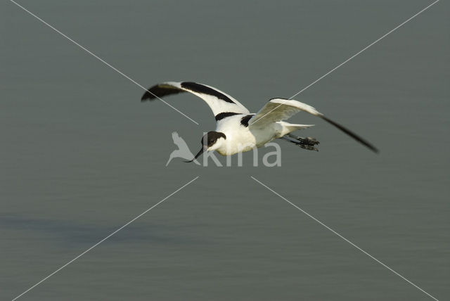 Pied Avocet (Recurvirostra avosetta)