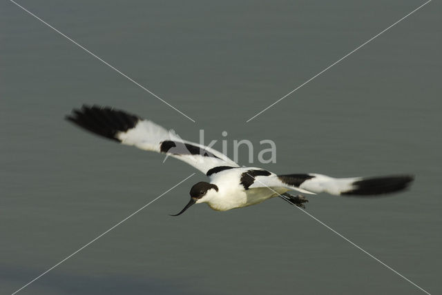 Pied Avocet (Recurvirostra avosetta)