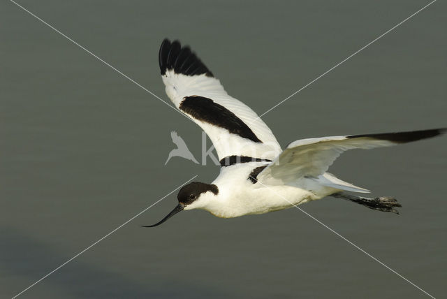 Pied Avocet (Recurvirostra avosetta)