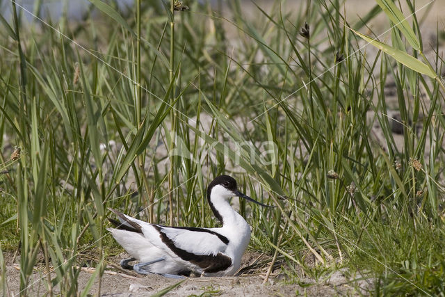 Pied Avocet (Recurvirostra avosetta)