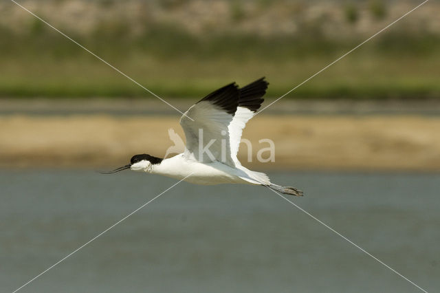 Pied Avocet (Recurvirostra avosetta)