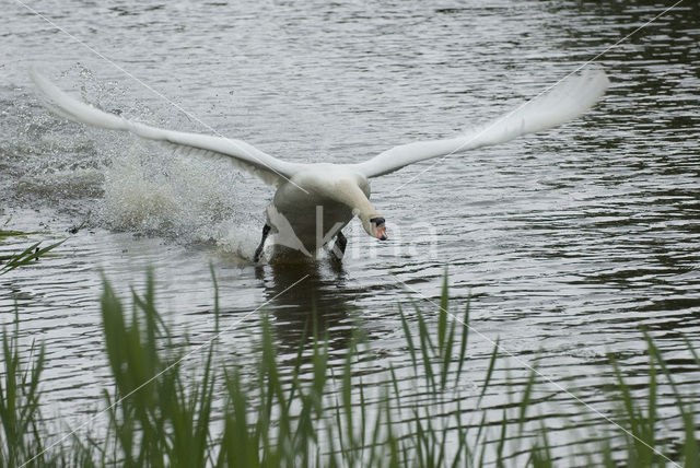 Knobbelzwaan (Cygnus olor)