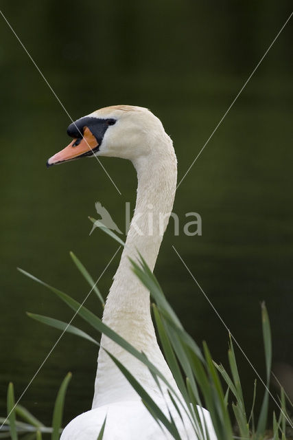 Knobbelzwaan (Cygnus olor)