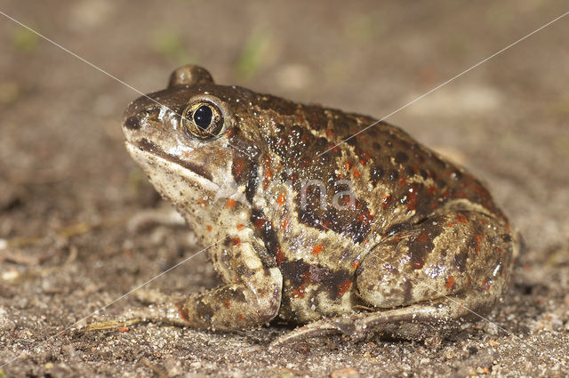 Knoflookpad (Pelobates fuscus)