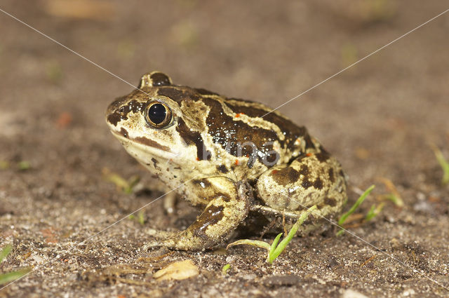 Knoflookpad (Pelobates fuscus)