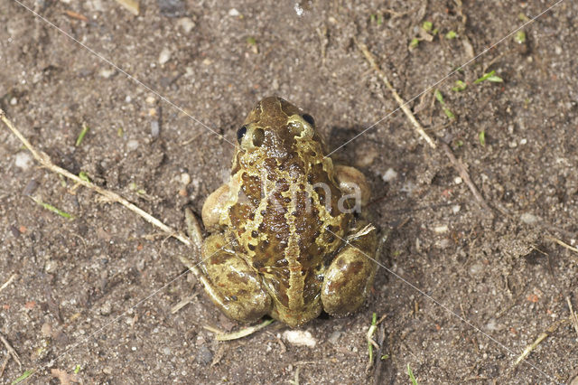 Knoflookpad (Pelobates fuscus)