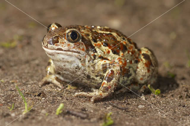 Knoflookpad (Pelobates fuscus)