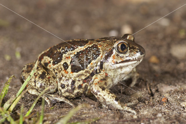 Knoflookpad (Pelobates fuscus)