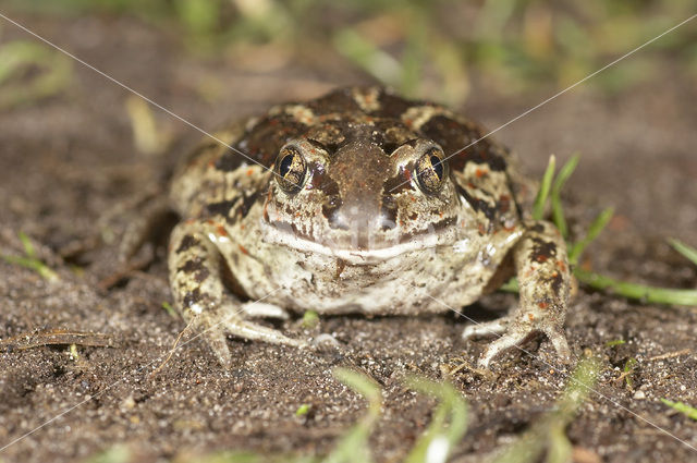 Knoflookpad (Pelobates fuscus)