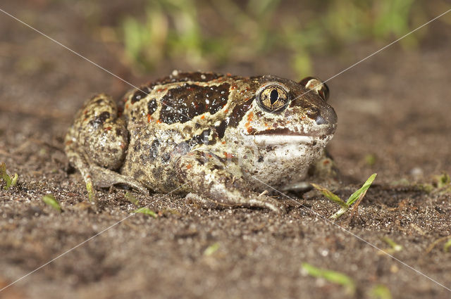 Knoflookpad (Pelobates fuscus)