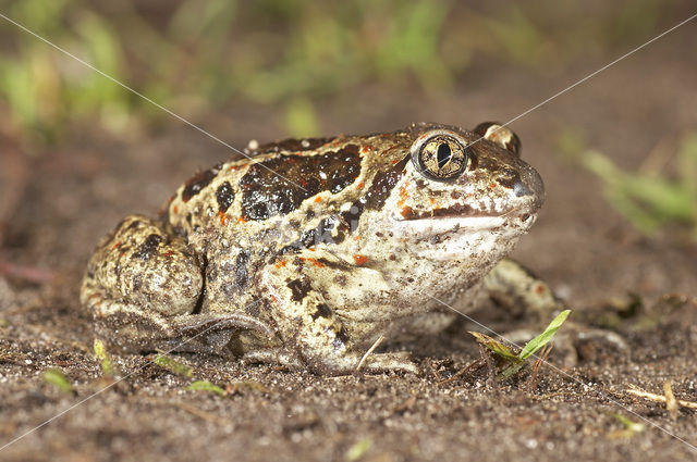 Knoflookpad (Pelobates fuscus)