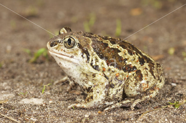 Knoflookpad (Pelobates fuscus)