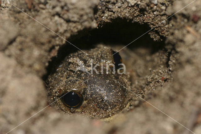 Knoflookpad (Pelobates fuscus)