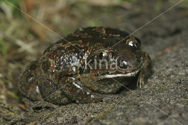 Knoflookpad (Pelobates fuscus)