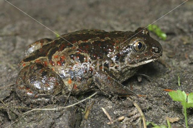 Knoflookpad (Pelobates fuscus)