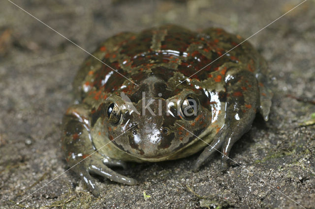 Knoflookpad (Pelobates fuscus)