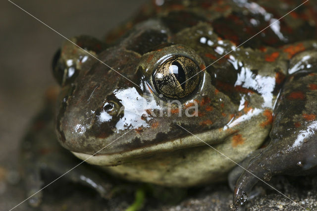 Knoflookpad (Pelobates fuscus)