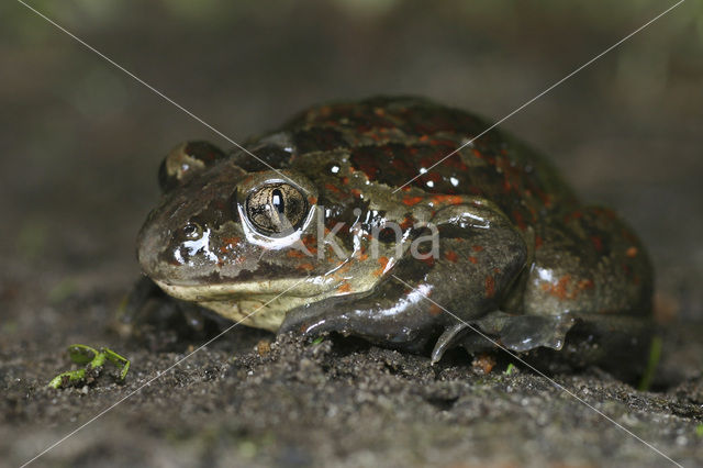 Knoflookpad (Pelobates fuscus)