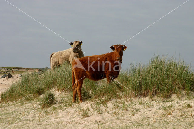 Koe (Bos domesticus)