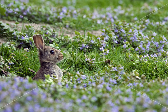 Konijn (Oryctolagus cuniculus)