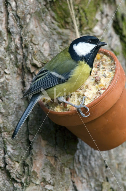 Koolmees (Parus major)