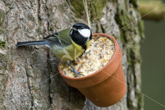 Koolmees (Parus major)