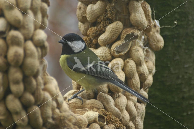 Koolmees (Parus major)