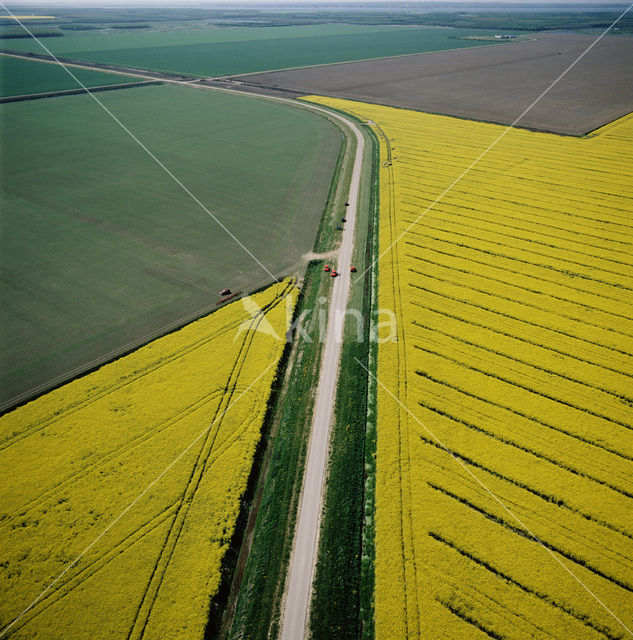 Koolzaad (Brassica napus)