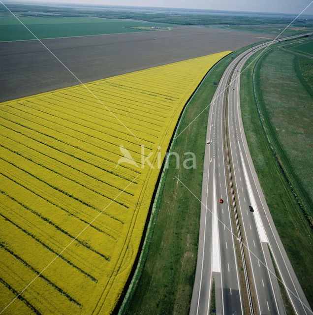 Koolzaad (Brassica napus)