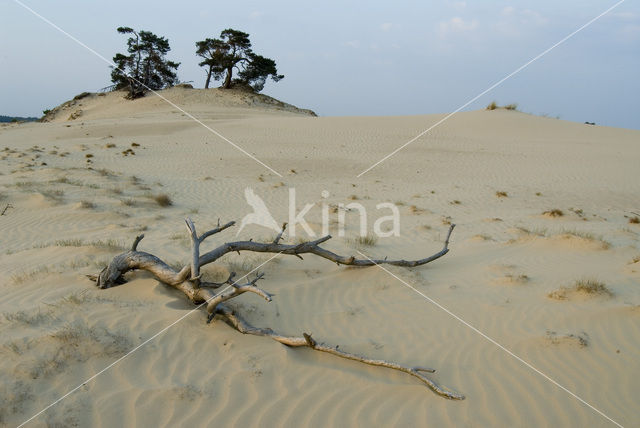 Kootwijkerzand