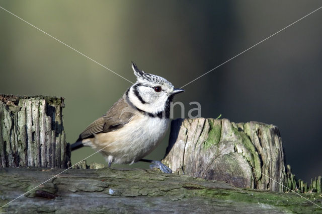 Kuifmees (Parus cristatus)