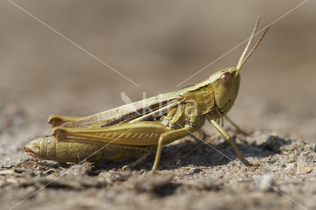 Kustsprinkhaan (Chorthippus albomarginatus)