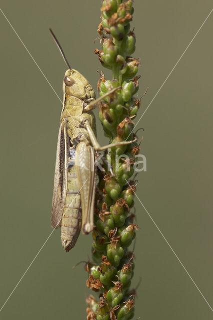 Kustsprinkhaan (Chorthippus albomarginatus)