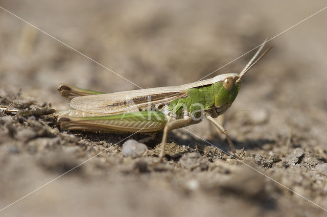 Kustsprinkhaan (Chorthippus albomarginatus)