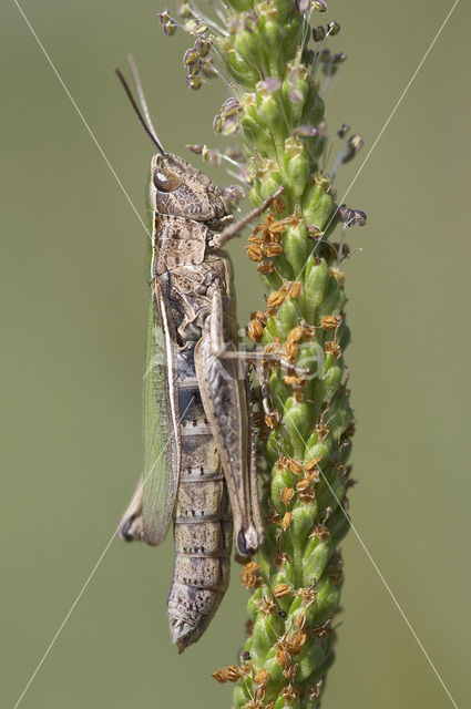 Kustsprinkhaan (Chorthippus albomarginatus)