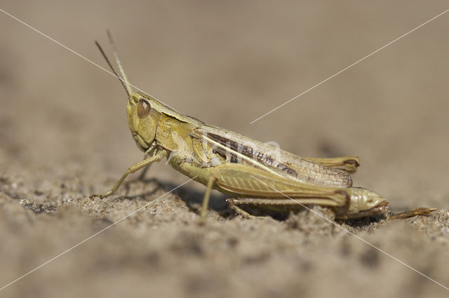 Kustsprinkhaan (Chorthippus albomarginatus)