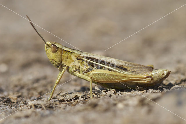 Kustsprinkhaan (Chorthippus albomarginatus)