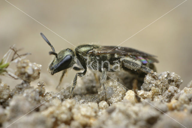 Langkopsmaragdgroefbij (Lasioglossum morio)