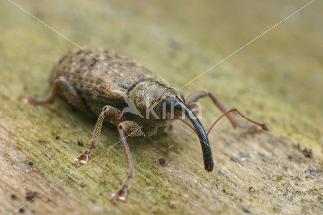 Langsprietpopuliersnuittor (Dorytomus longimanus)