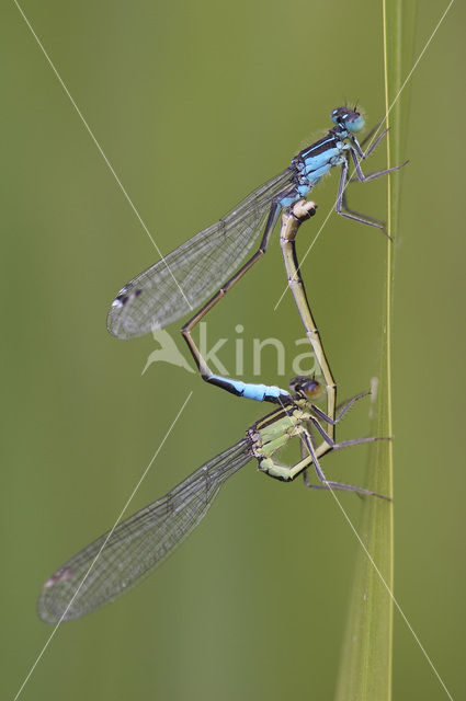 Lantaarntje (Ischnura elegans)