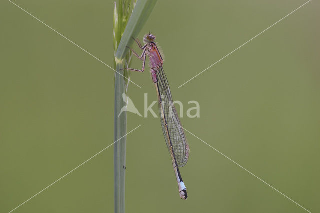 Lantaarntje (Ischnura elegans)