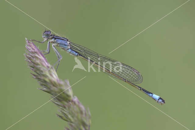 Lantaarntje (Ischnura elegans)