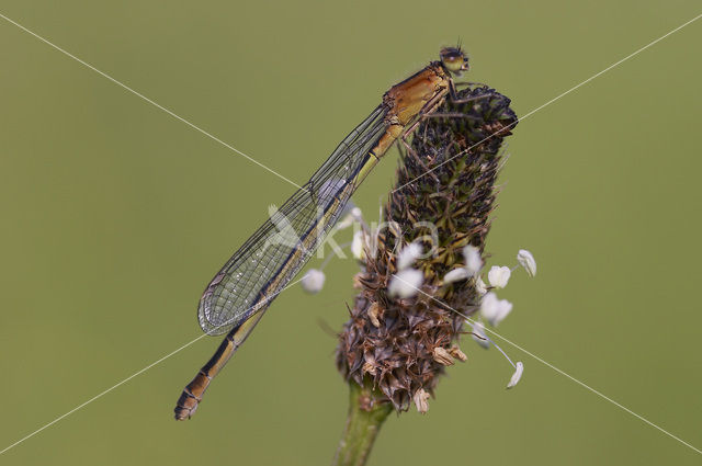 Lantaarntje (Ischnura elegans)