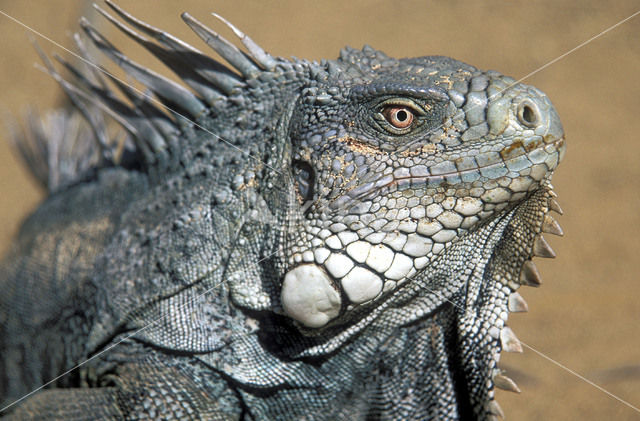 leguaan (Iguana spec.)