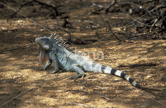 iguana (Iguana spec.)