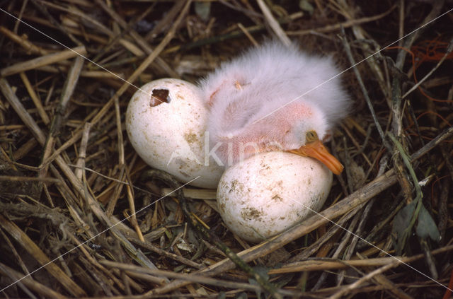 Lepelaar (Platalea leucorodia)